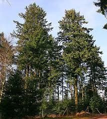 Douglastanne